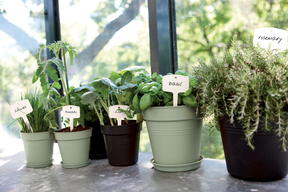Green Basics Pot De Culture 35