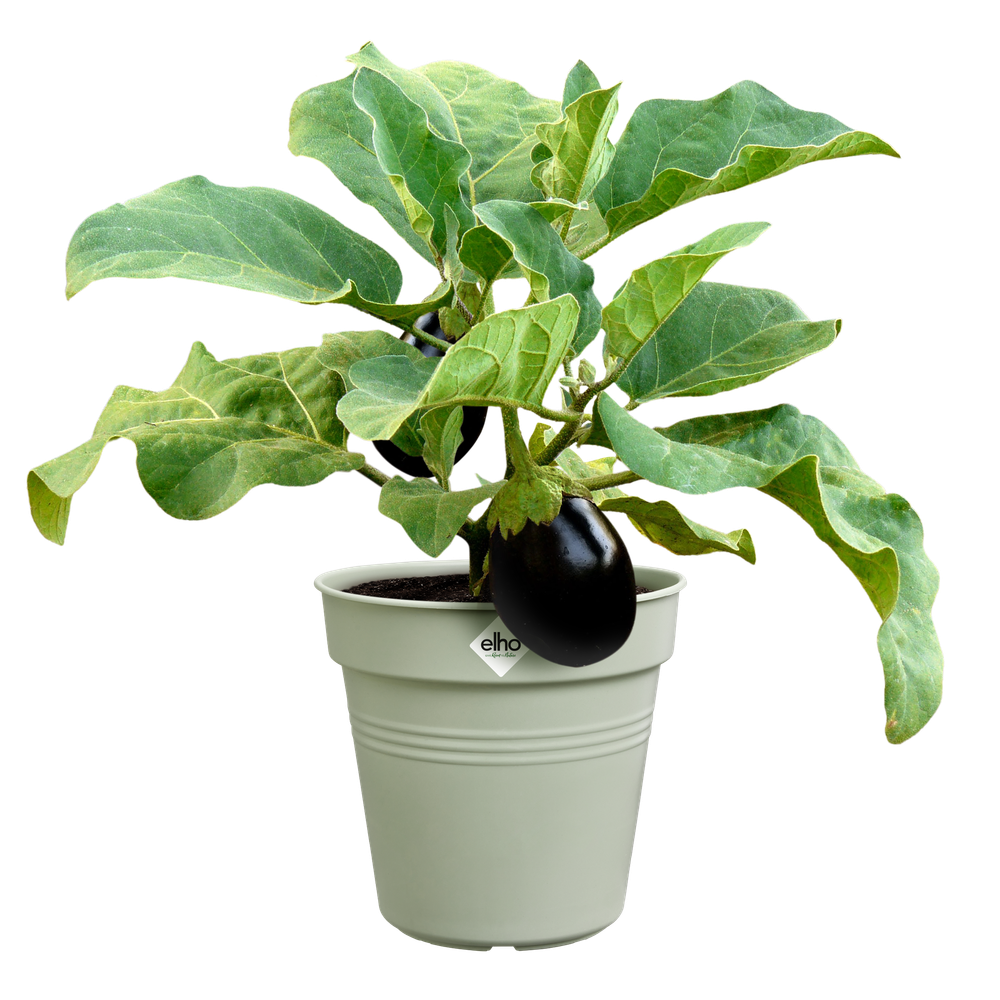 Green Basics Pot De Culture 30