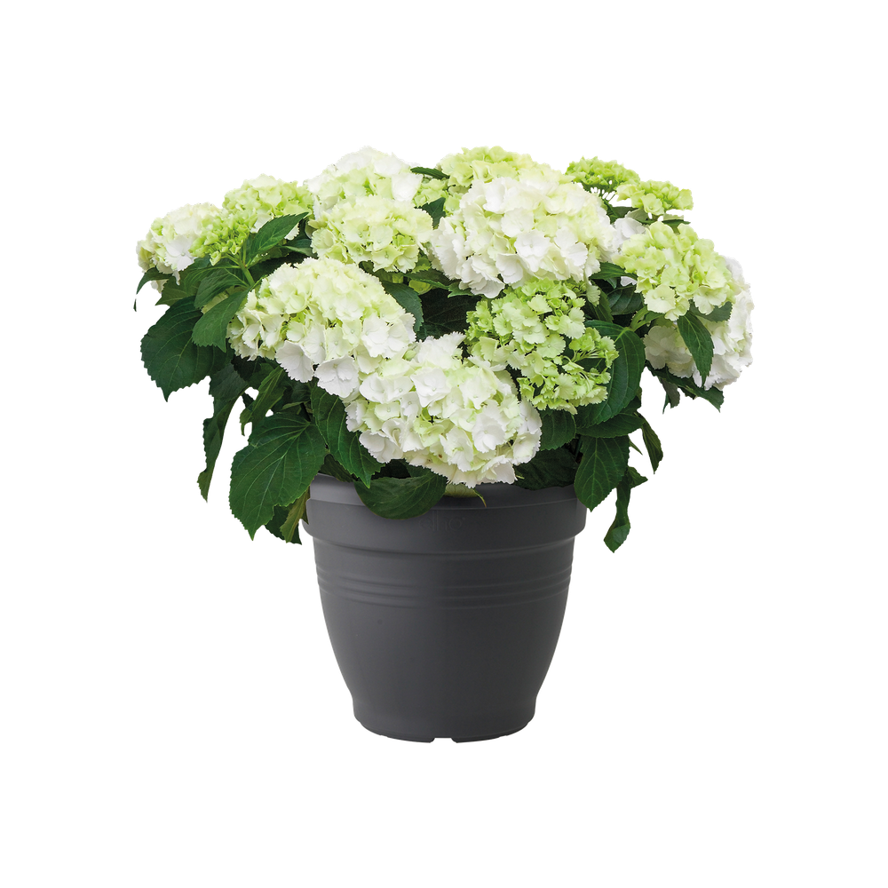 Green Basics Campana 35