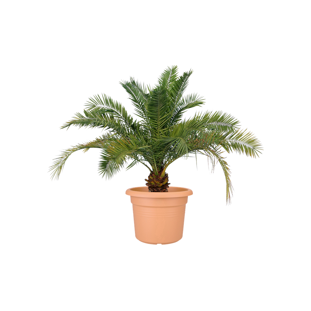 Green Basics Cilinder 80