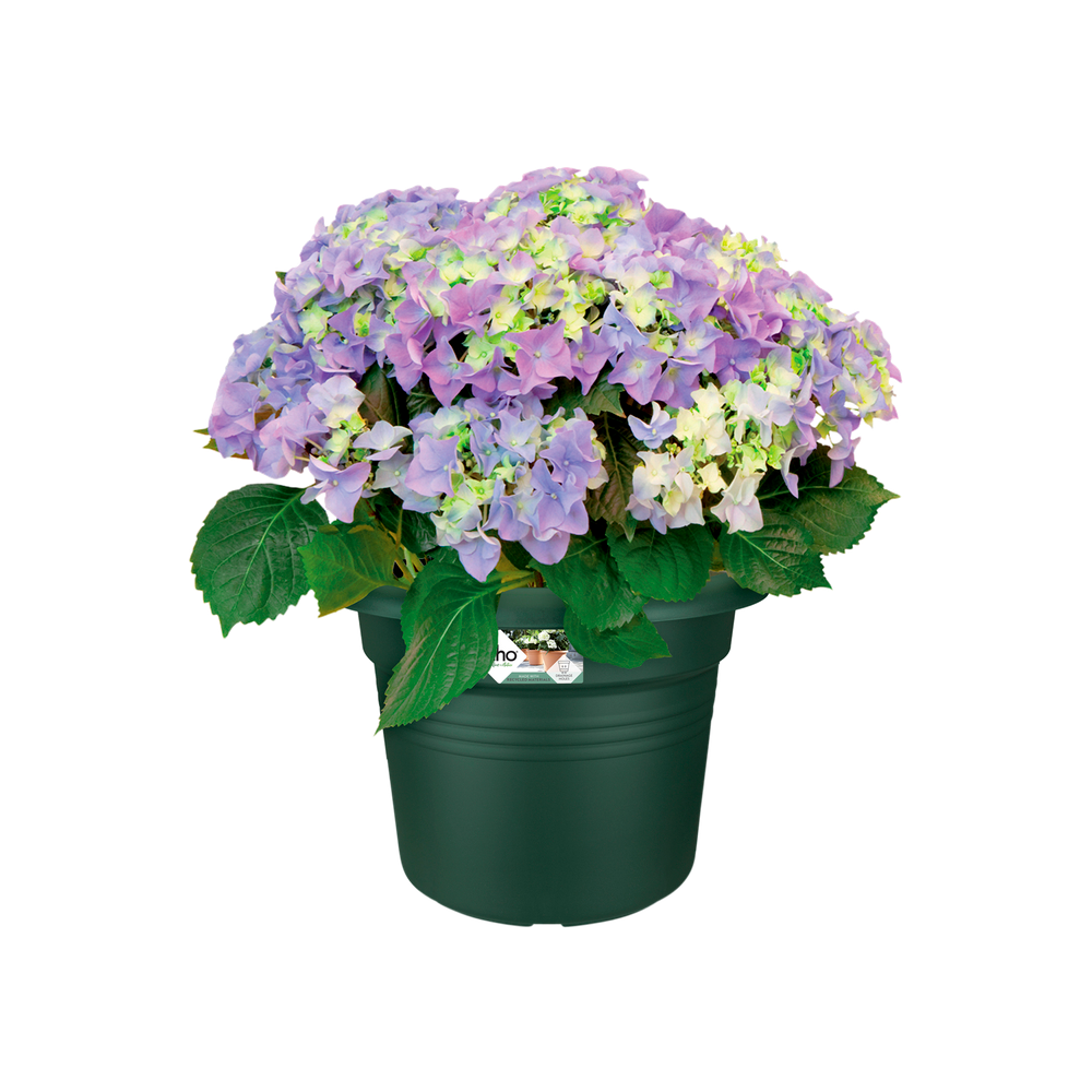 Green Basics Cilinder 80