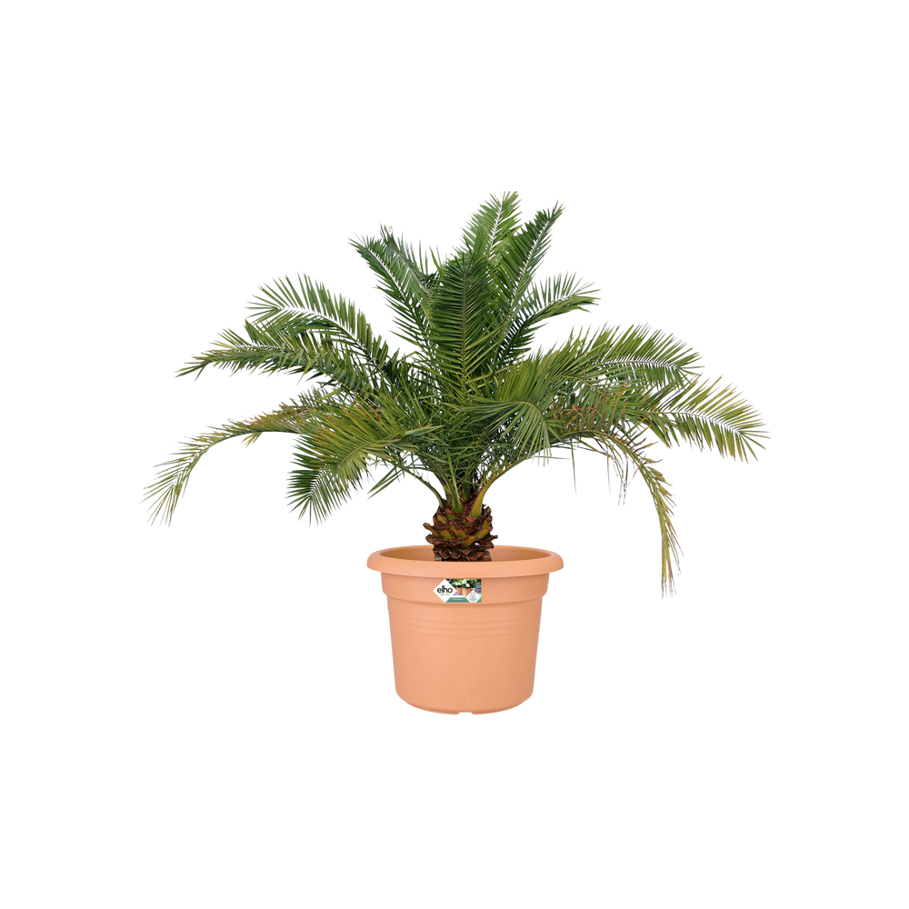 Green Basics Cilinder 80