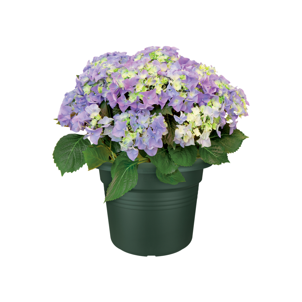 Green Basics Cilinder 80