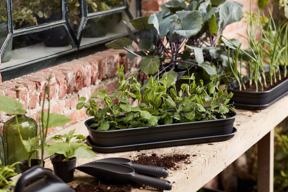 Green Basics Plateau Culture Soucoupe L