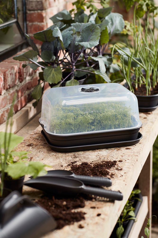 Green Basics Set De Cult Allin1 40