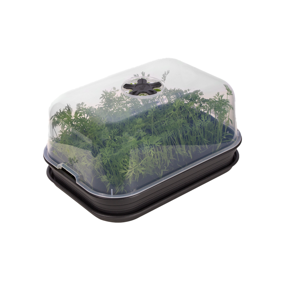 Green Basics Set De Cult Allin1 40