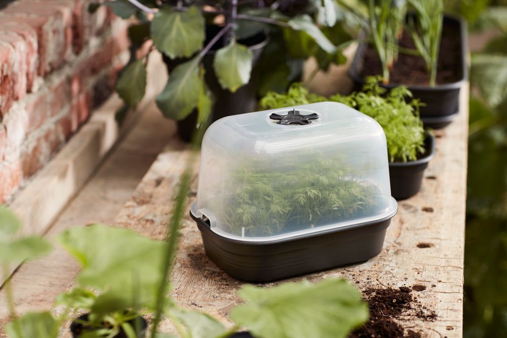 Green Basics Plateau Culture Soucoupe S