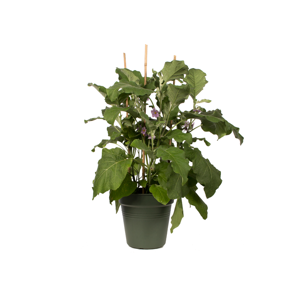 Green Basics Pot De Culture 40
