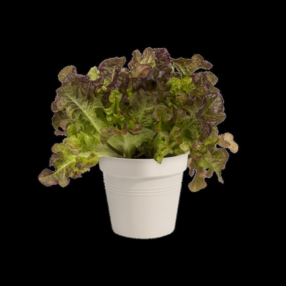 Green Basics Pot De Culture 13