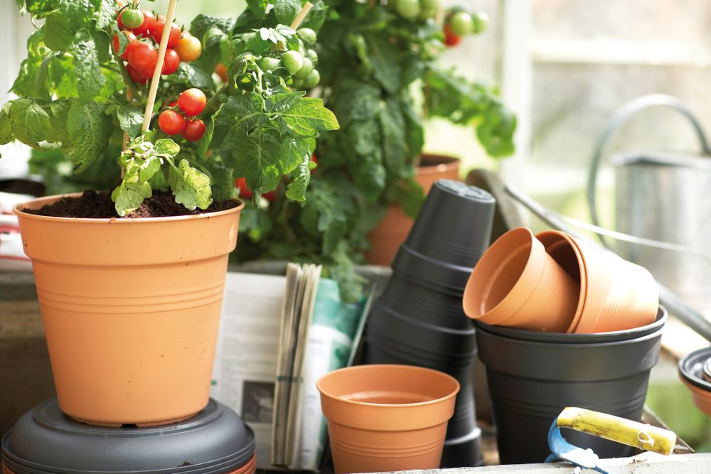 Green Basics Pot De Culture 21