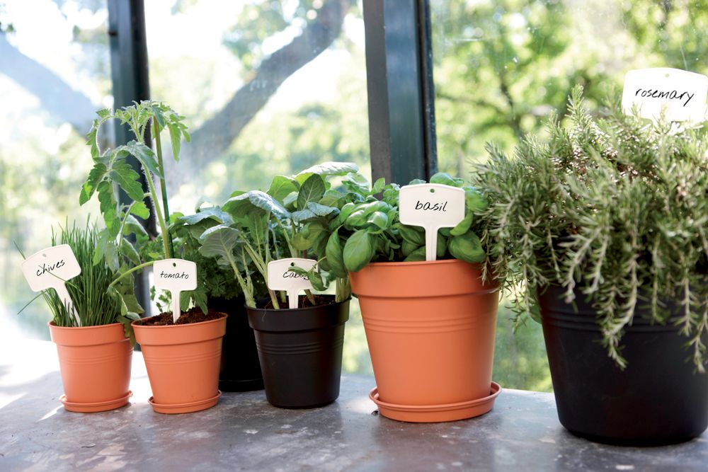Green Basics Pot De Culture 15