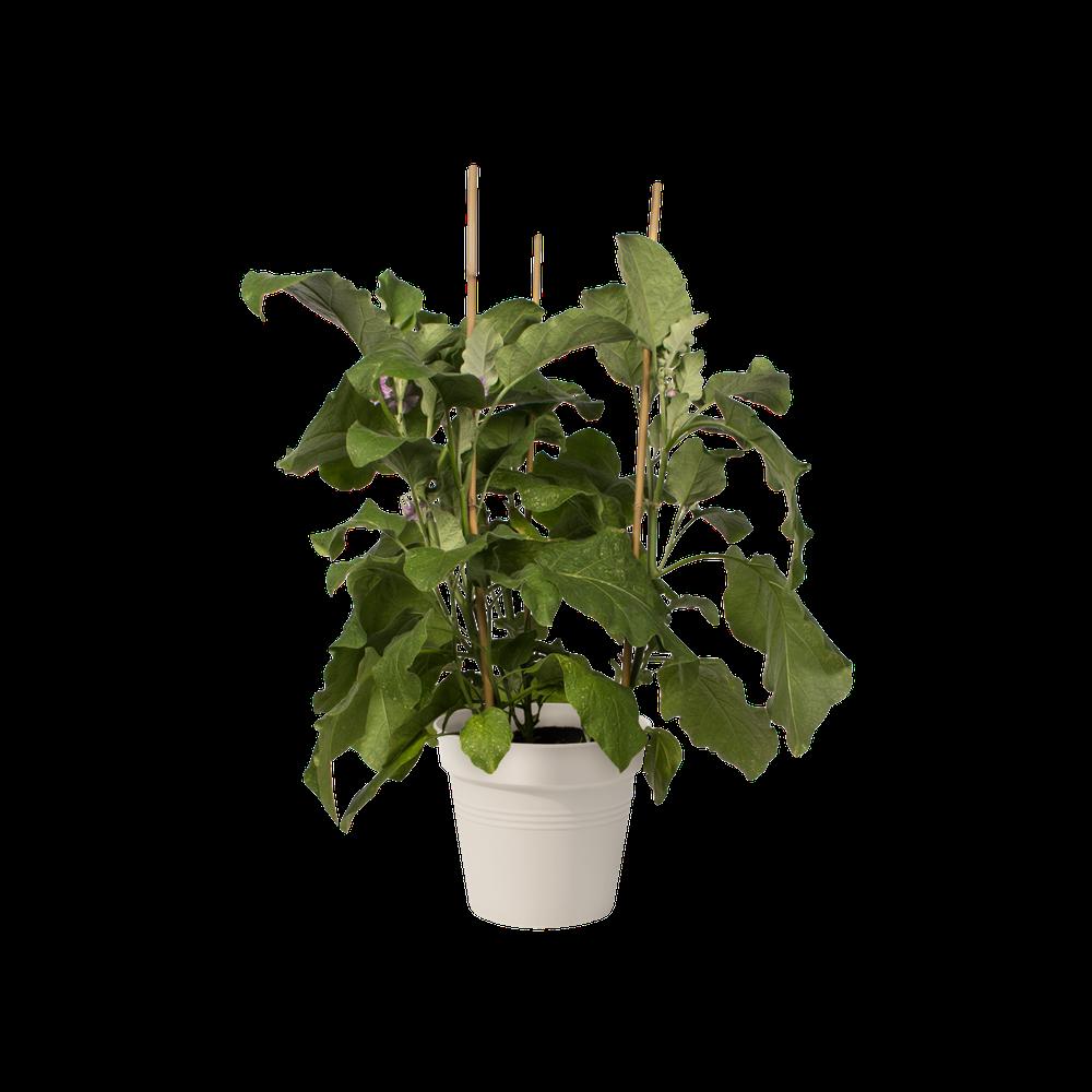 Green Basics Pot De Culture 19