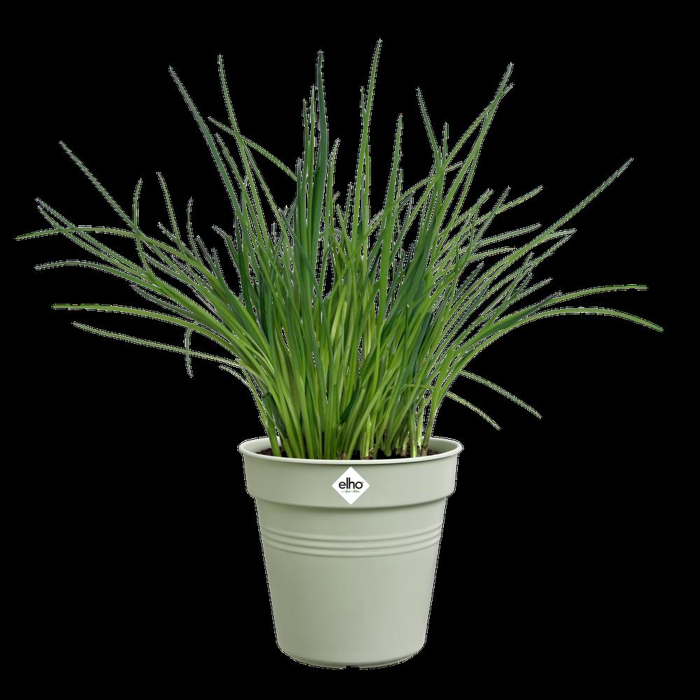 Green Basics Pot De Culture 15