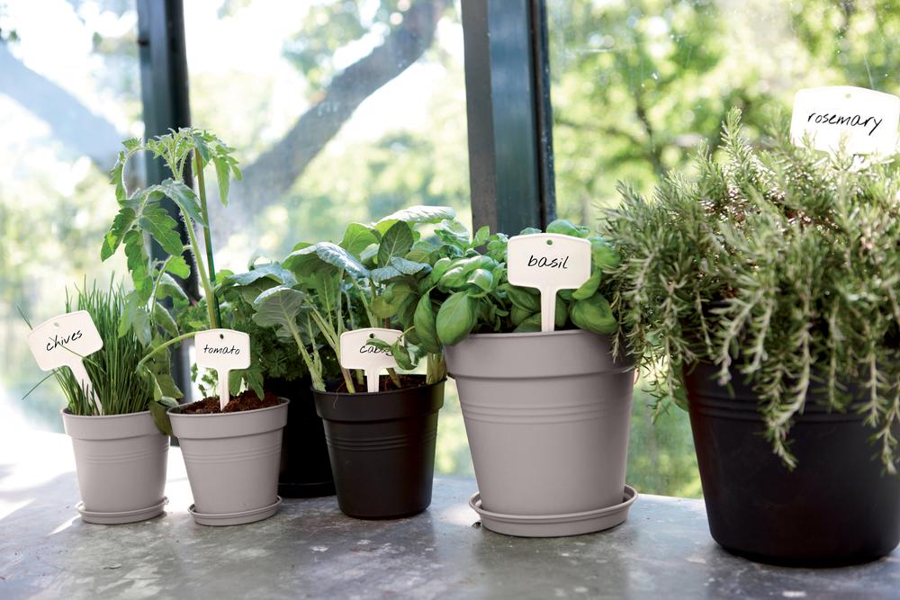 Green Basics Pot De Culture 11