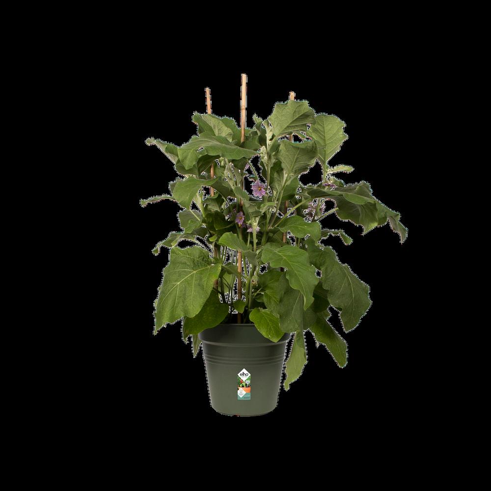 Green Basics Pot De Culture 17