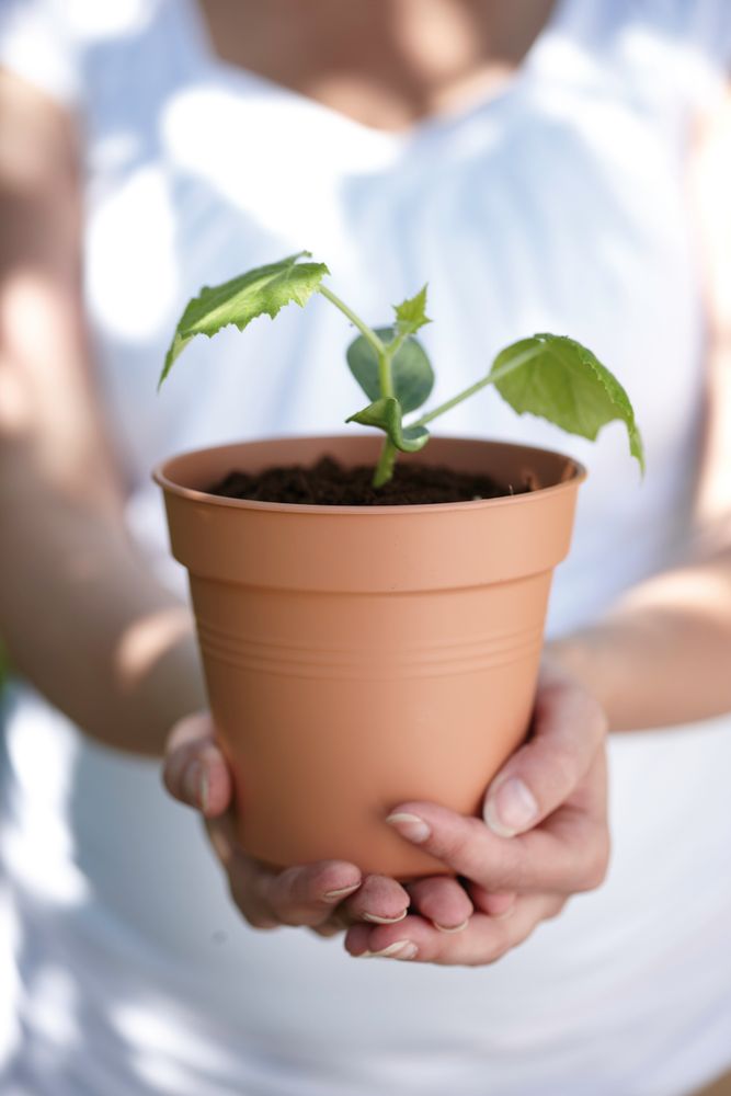 Green Basics Pot De Culture 21