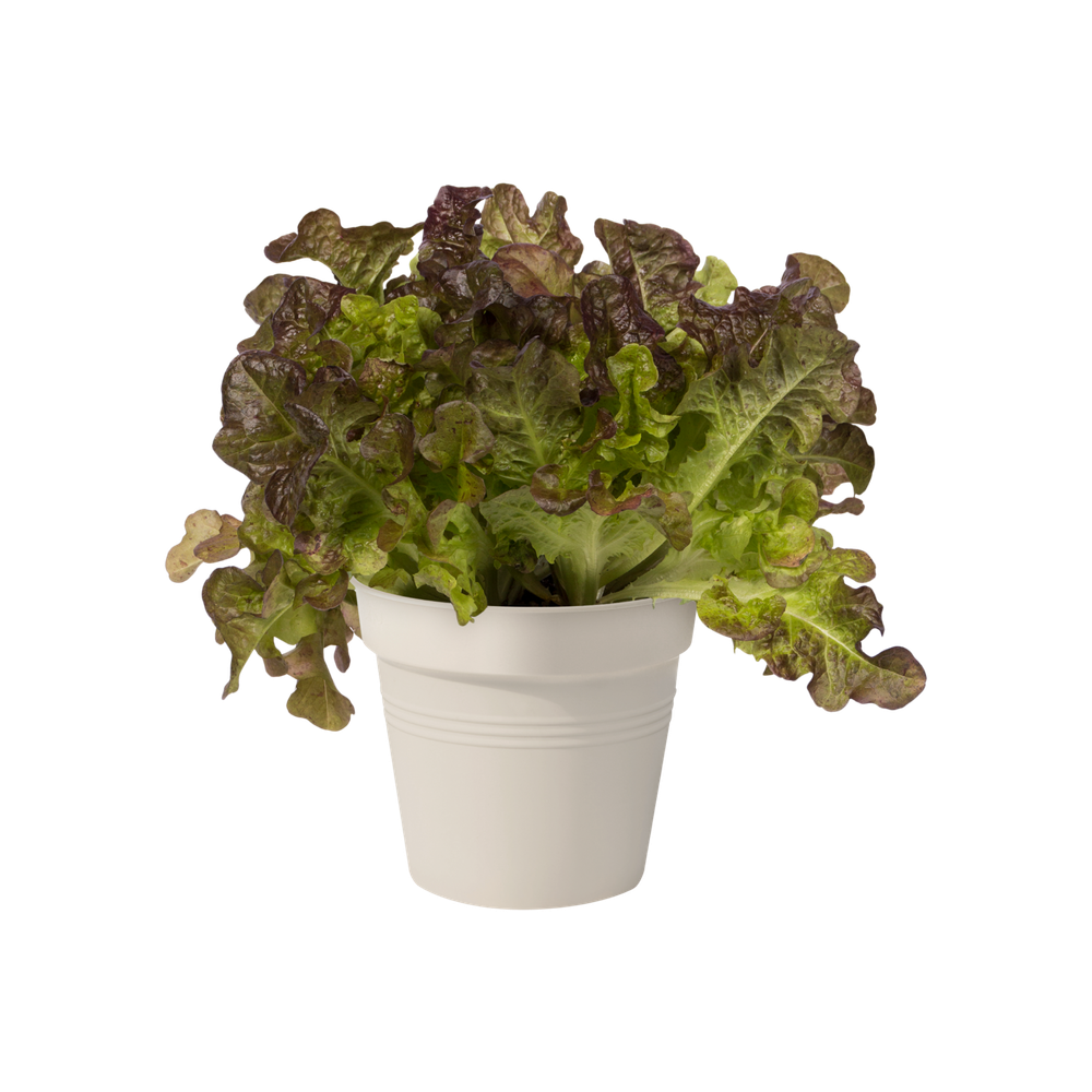 Green Basics Pot De Culture 11