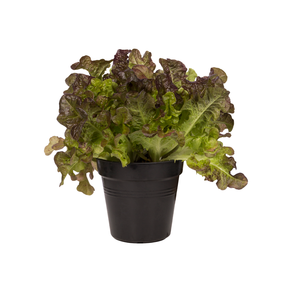 Green Basics Pot De Culture 11