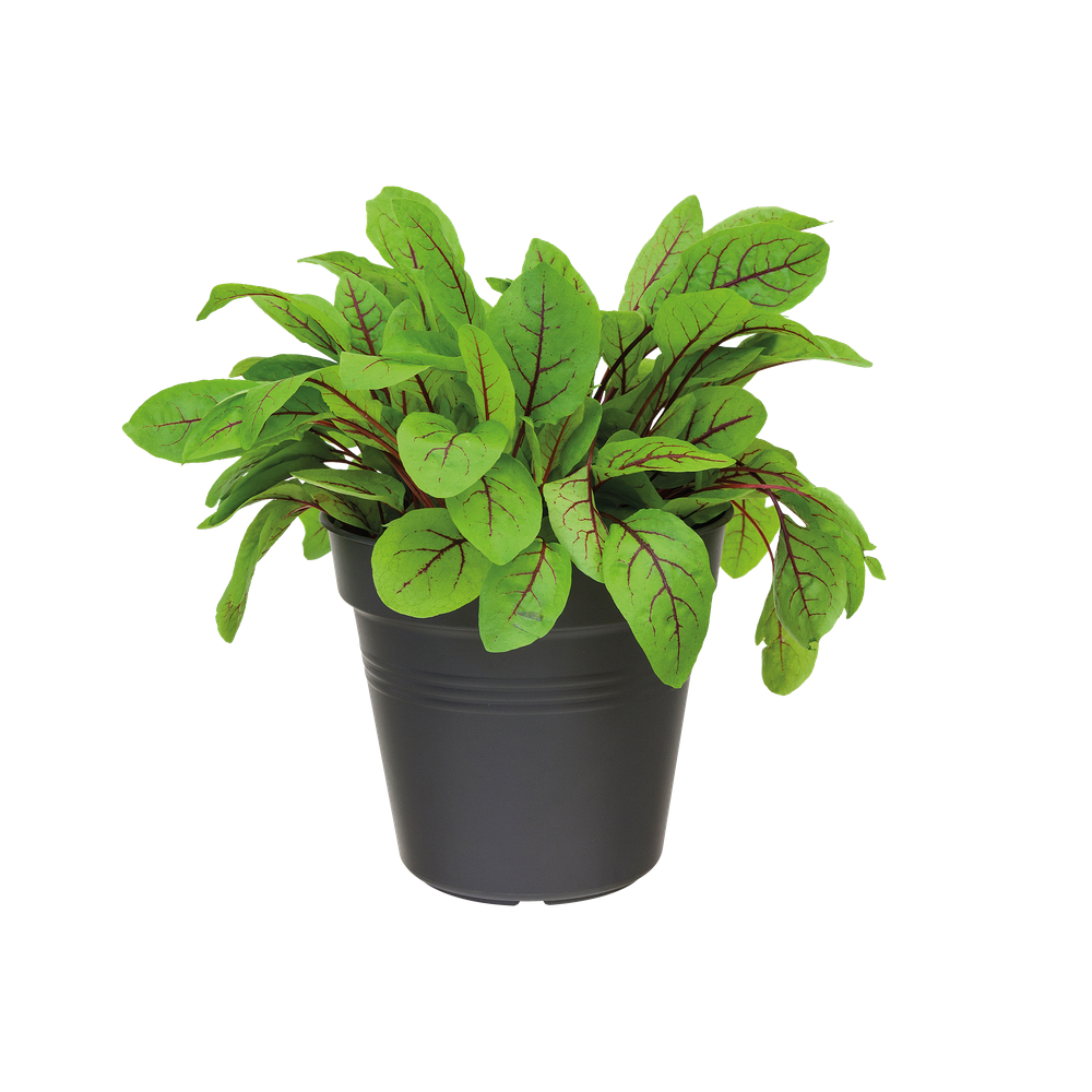 Green Basics Pot De Culture 13