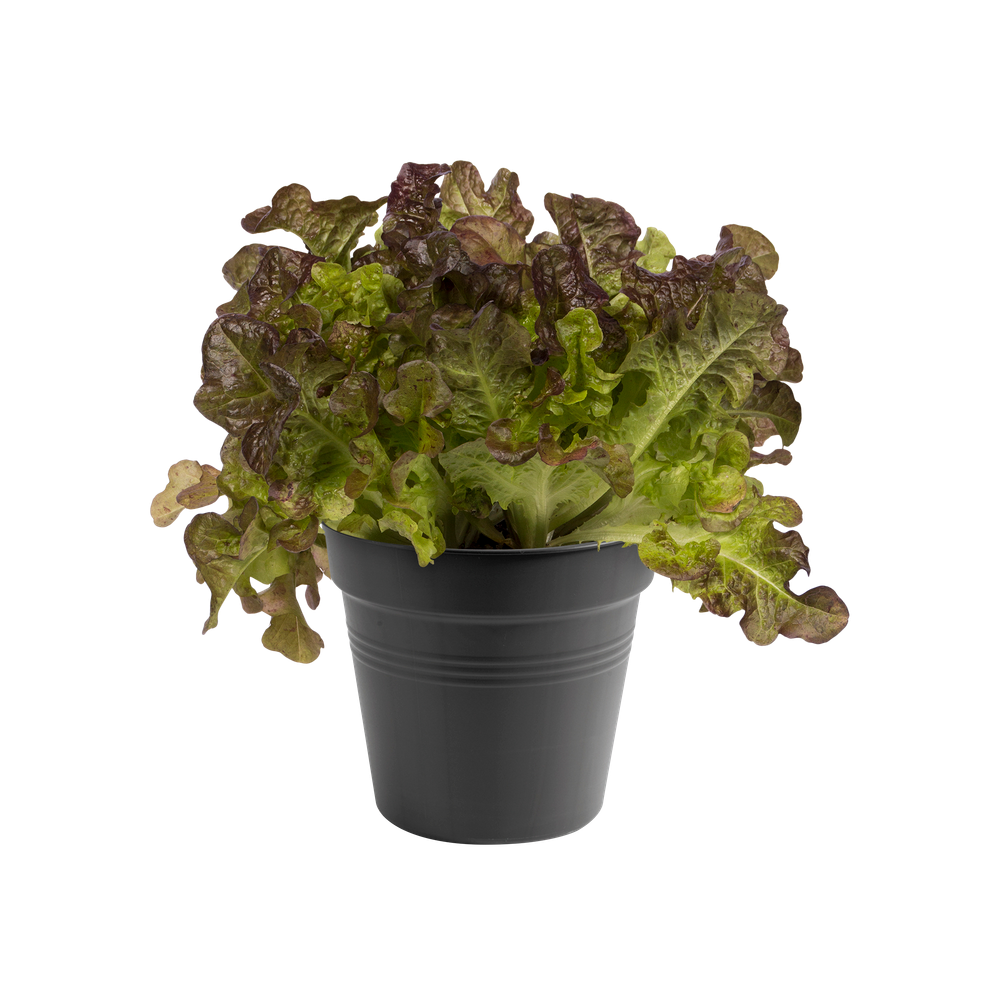 Green Basics Pot De Culture 15