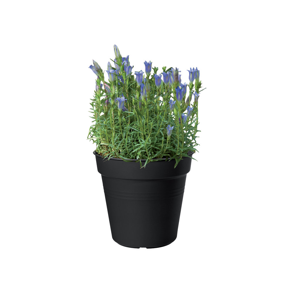 Green Basics Pot De Culture 17