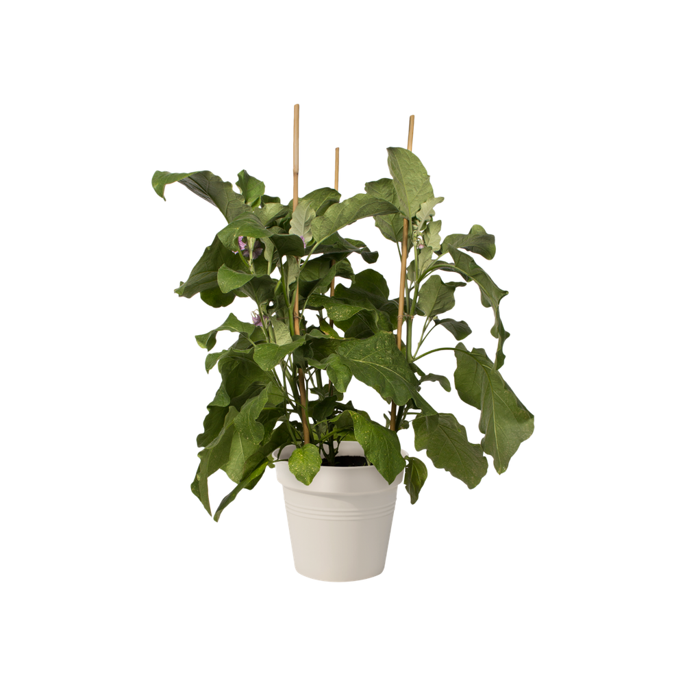 Green Basics Pot De Culture 17