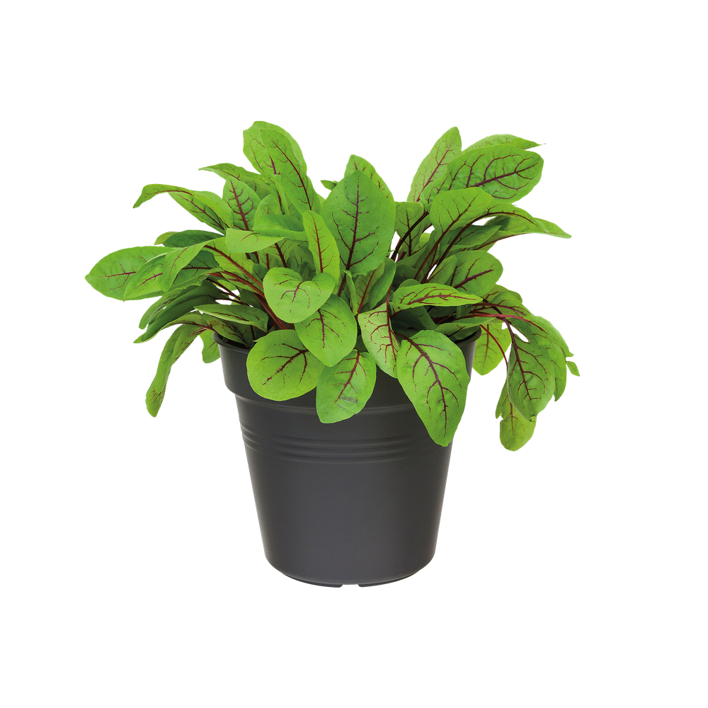 Green Basics Pot De Culture 19