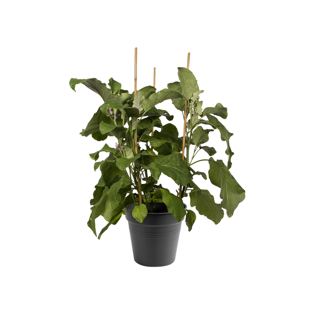 Green Basics Pot De Culture 21