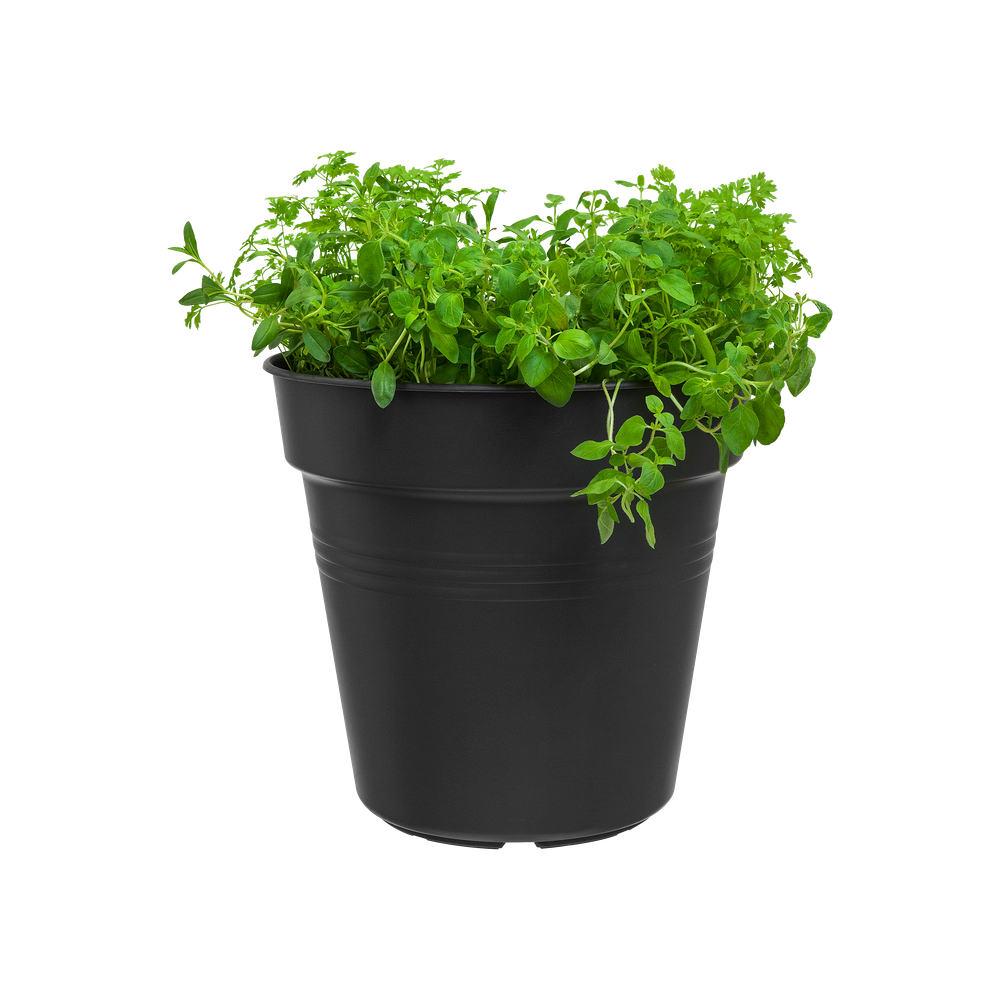 Green Basics Pot De Culture 24