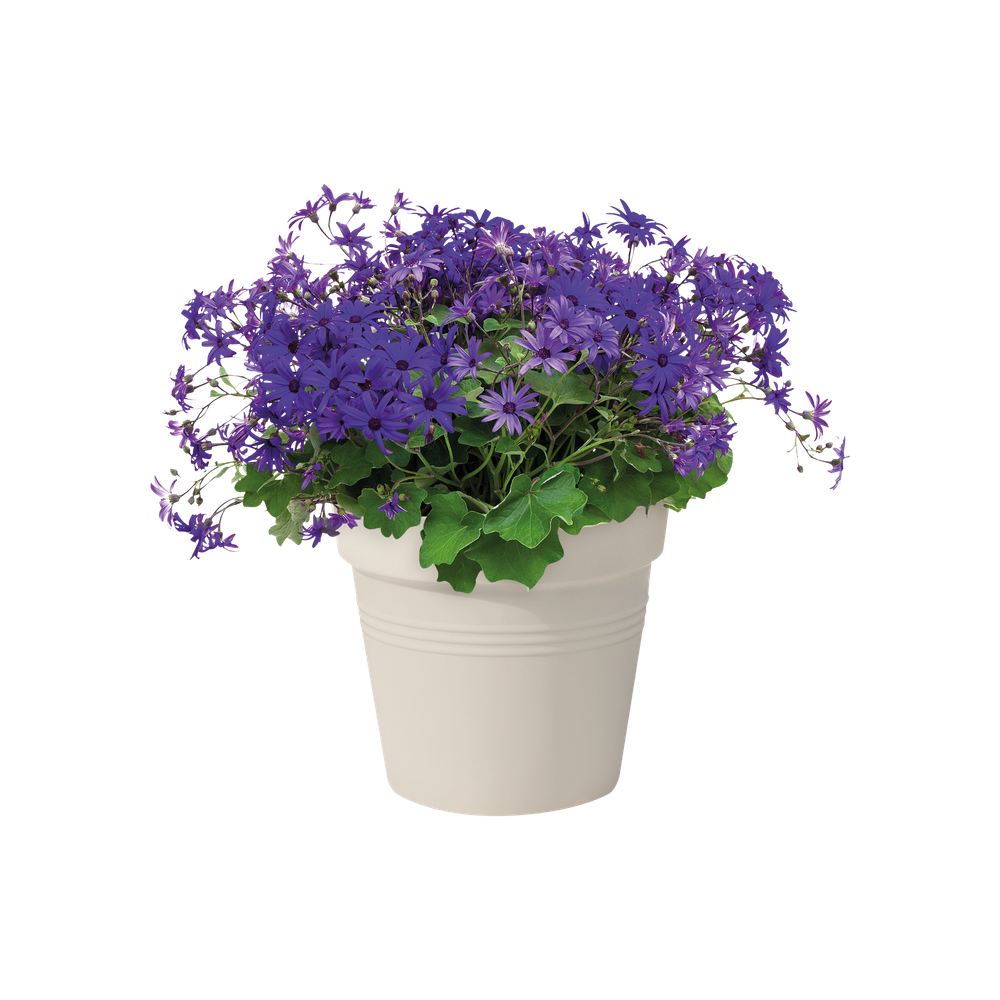 Green Basics Pot De Culture 27