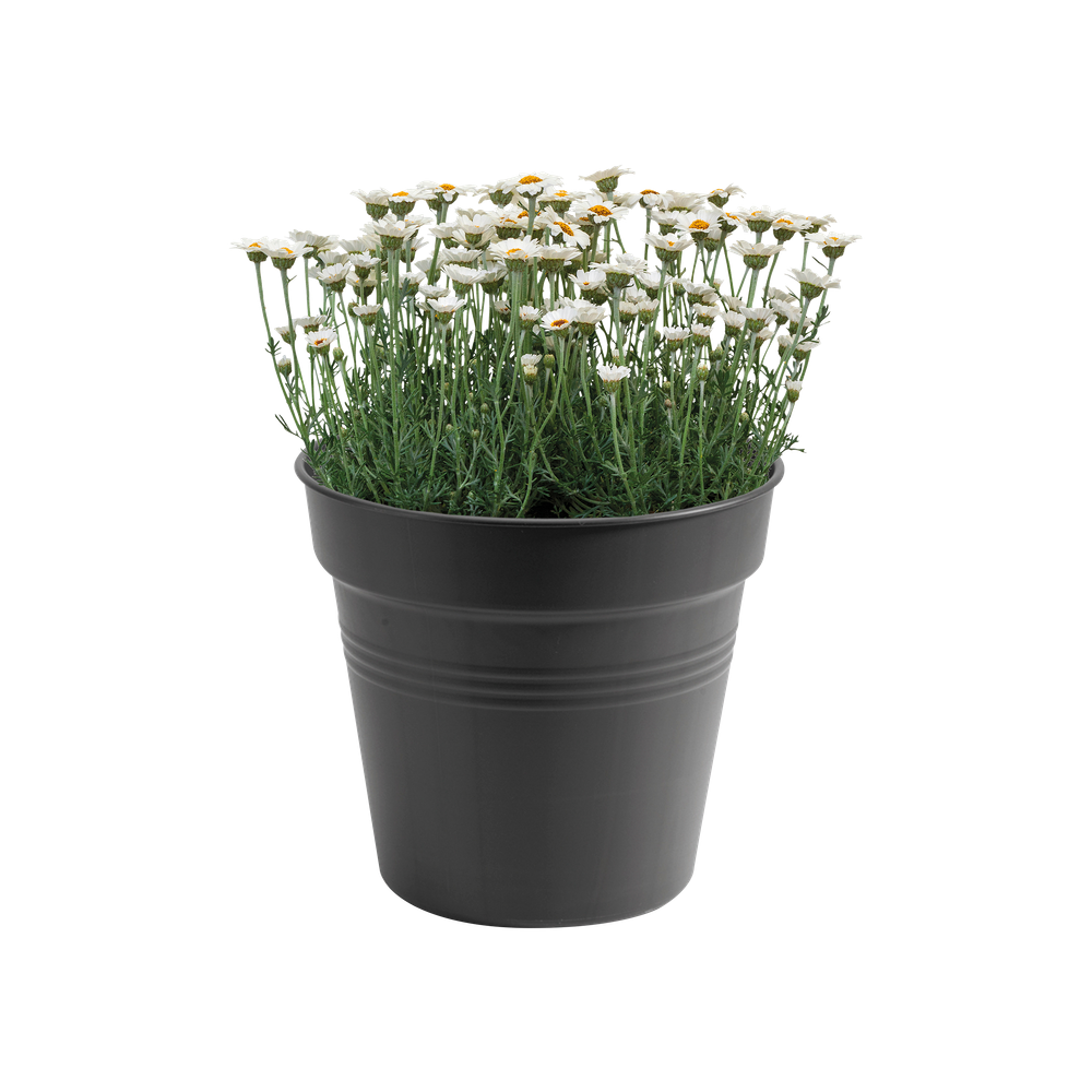 Green Basics Pot De Culture 30