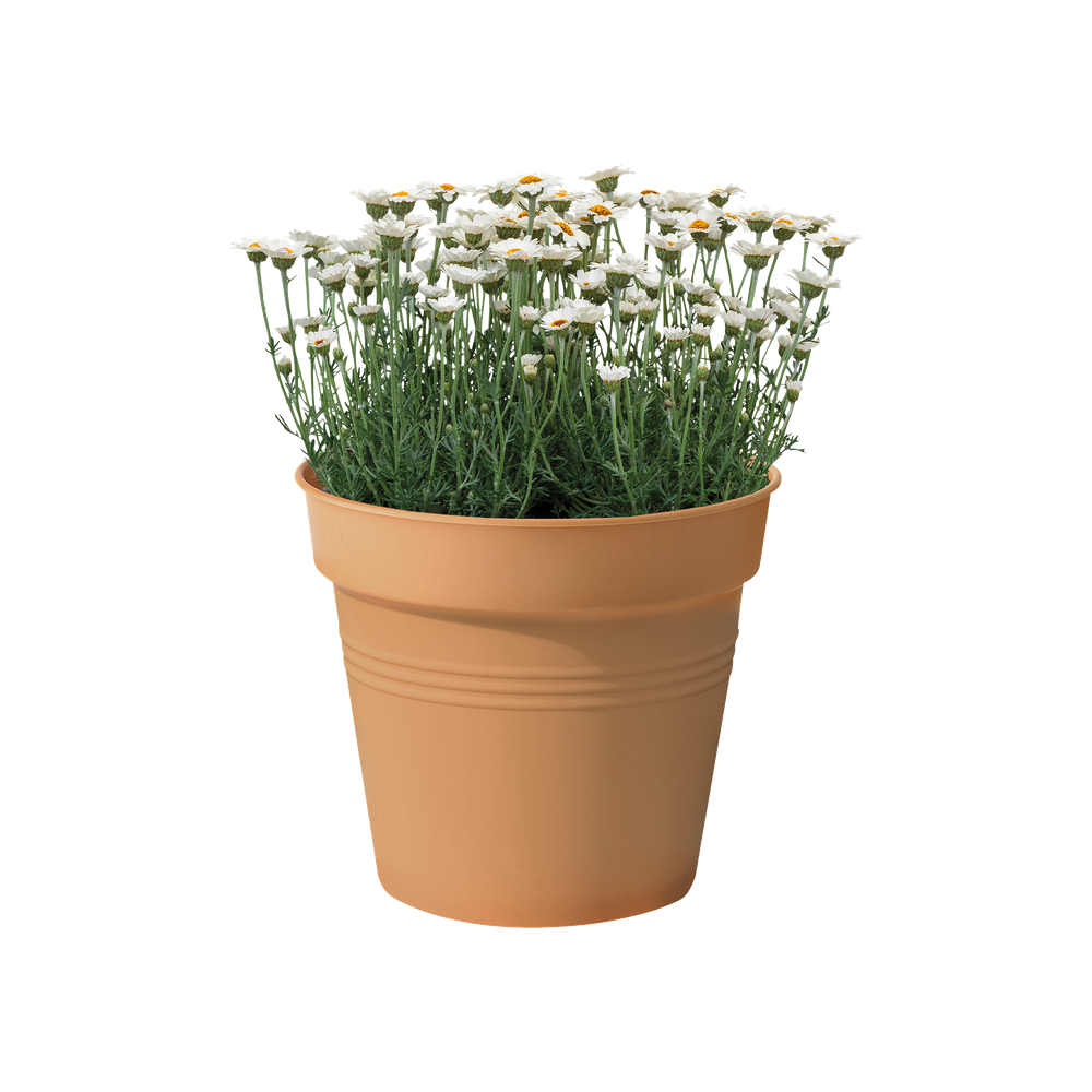 Green Basics Pot De Culture 30