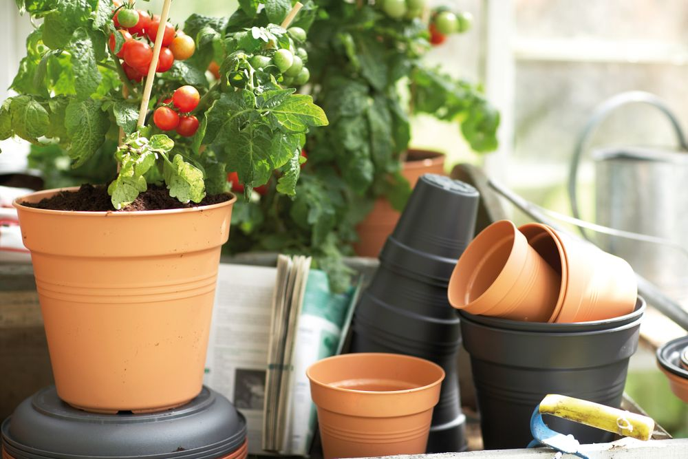 Green Basics Pot De Culture 35