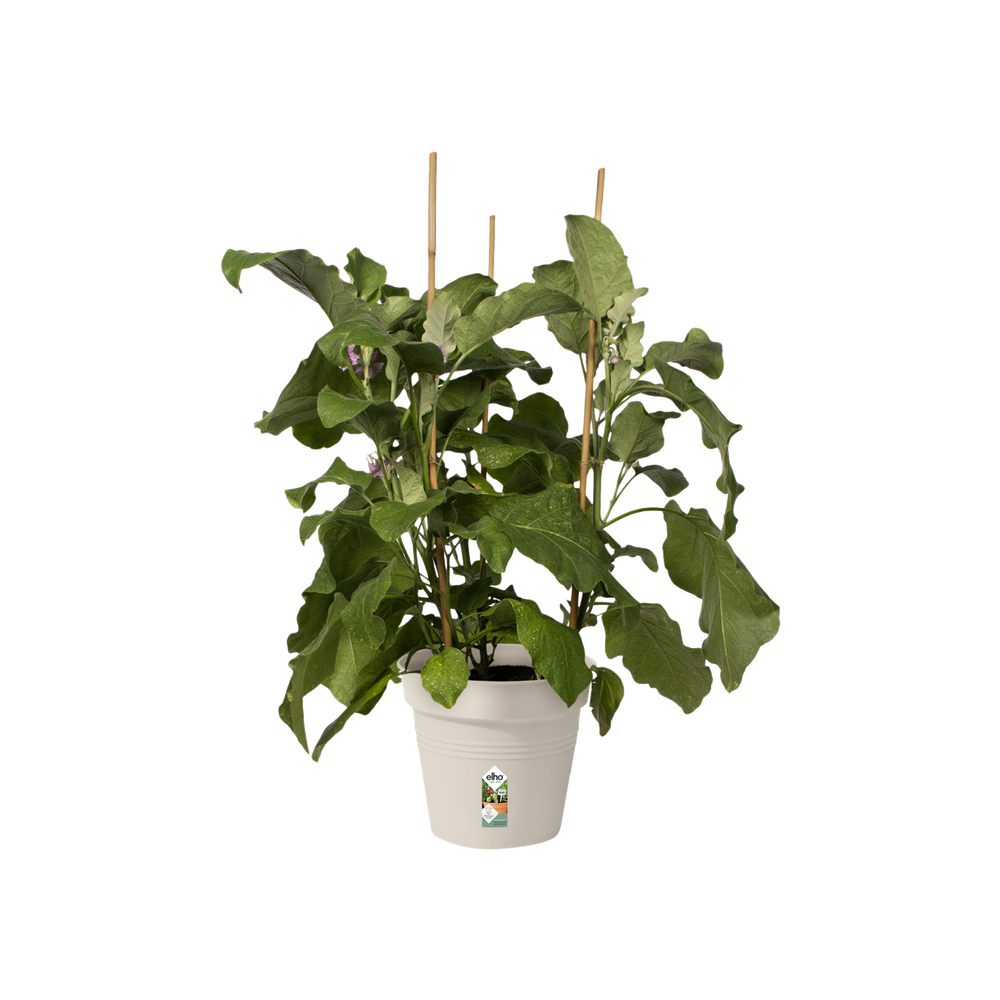 Green Basics Pot De Culture 19