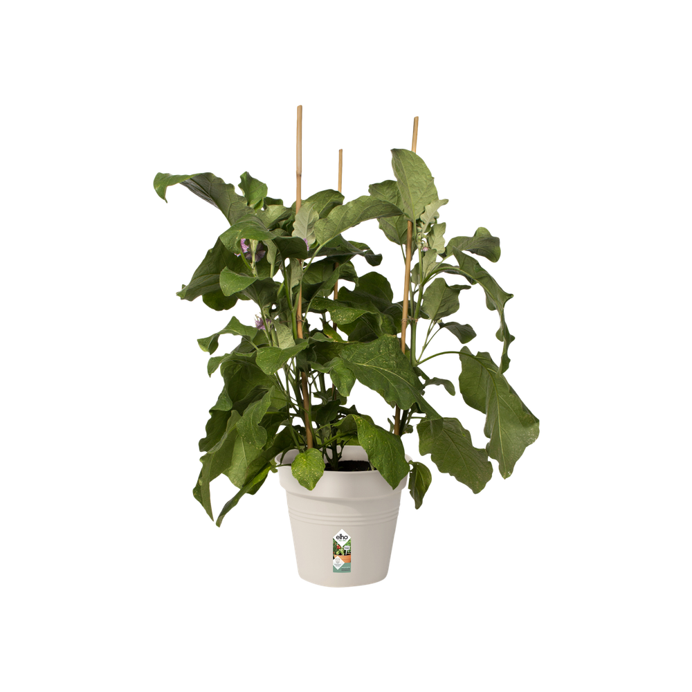 Green Basics Pot De Culture 21