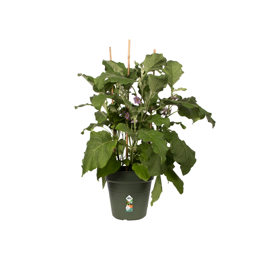 Green Basics Pot De Culture 24