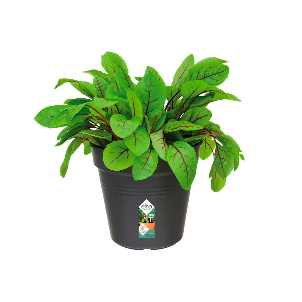 Green Basics Pot De Culture 13