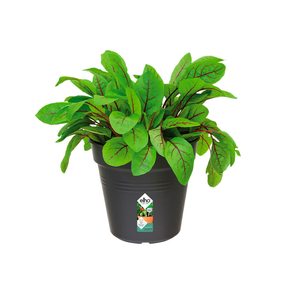 Green Basics Pot De Culture 19