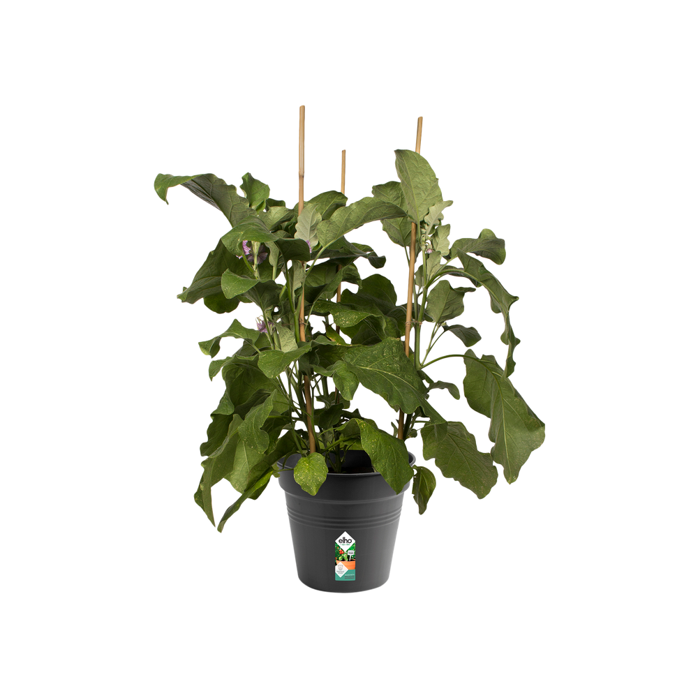 Green Basics Pot De Culture 21