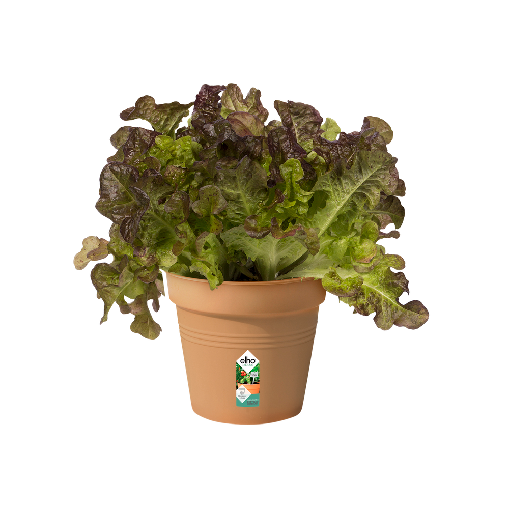 Green Basics Pot De Culture 11