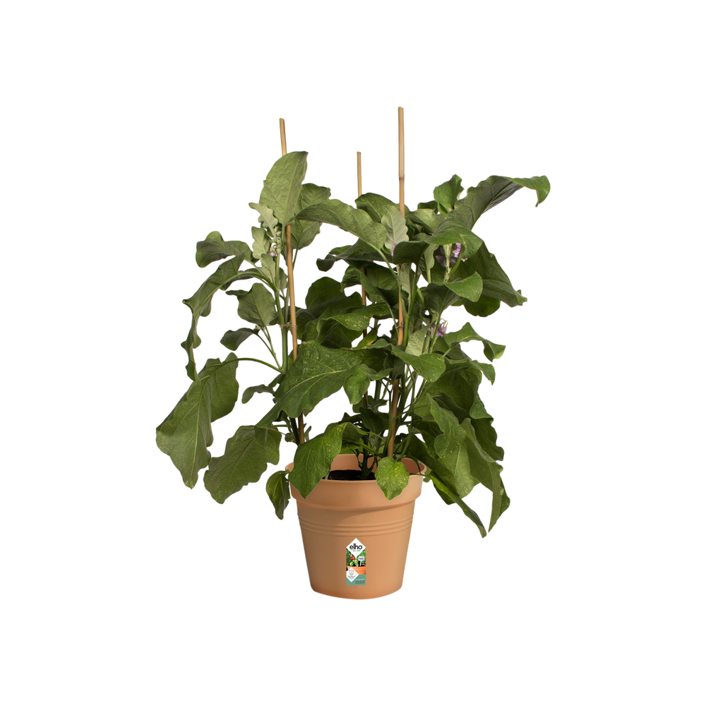 Green Basics Pot De Culture 19