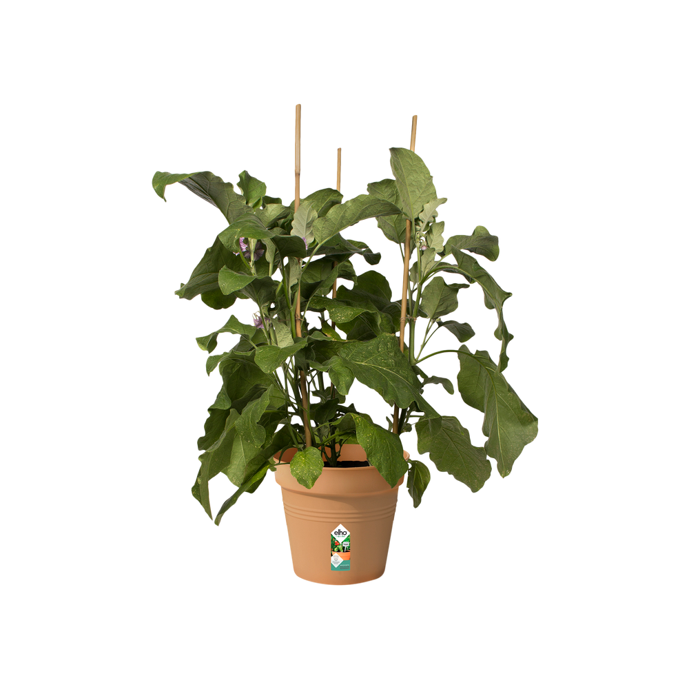 Green Basics Pot De Culture 21