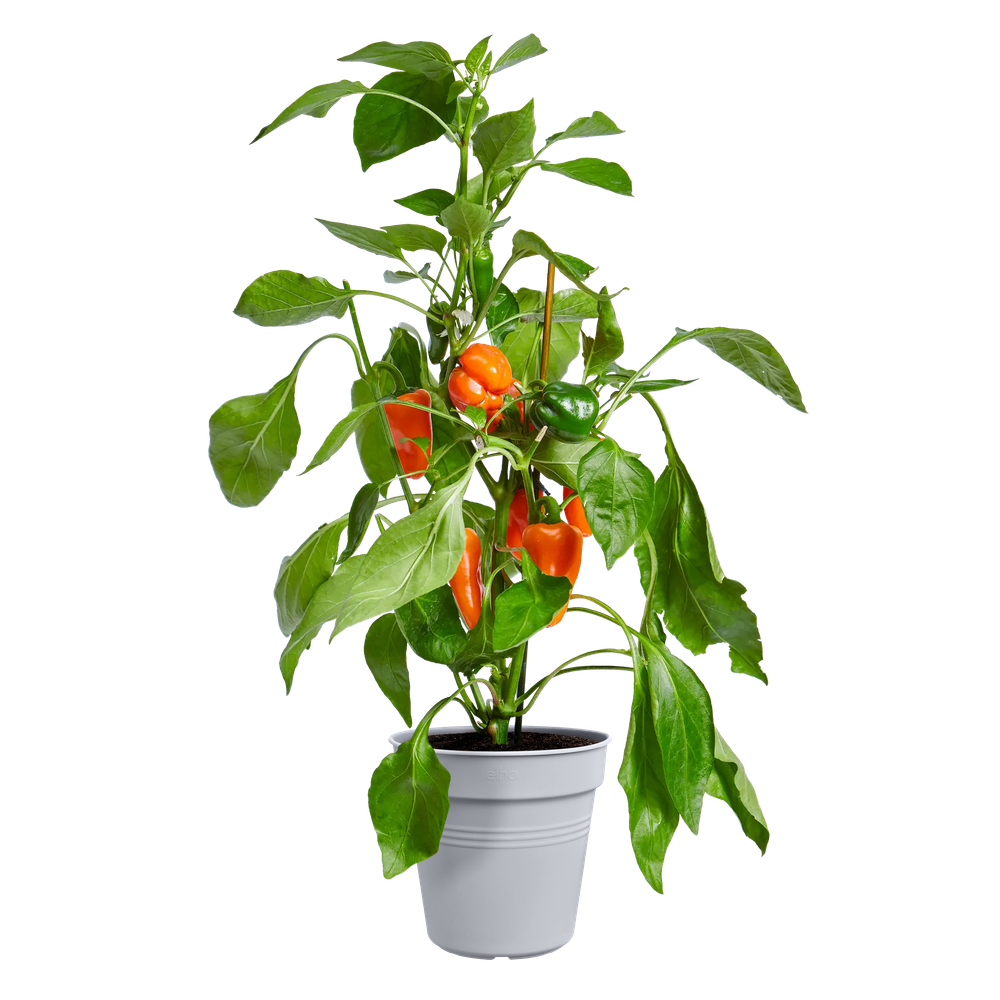 Green Basics Pot De Culture 24