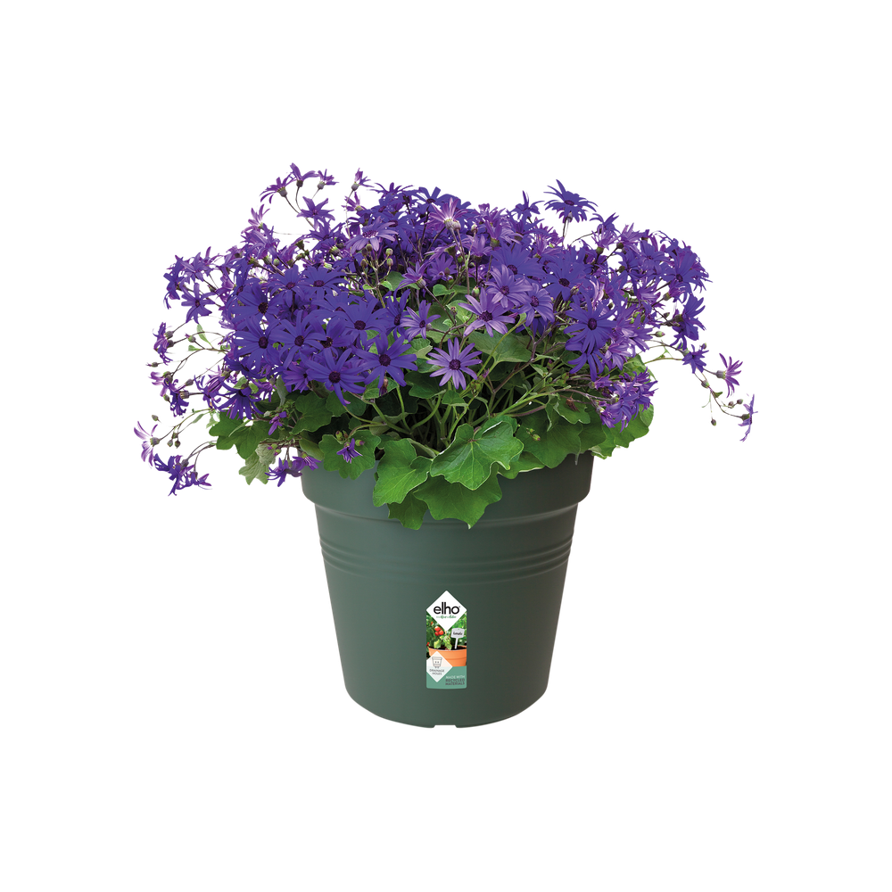 Green Basics Pot De Culture 11
