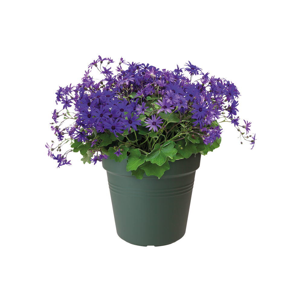 Green Basics Pot De Culture 13