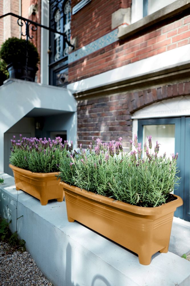 Green Basics Grand 60