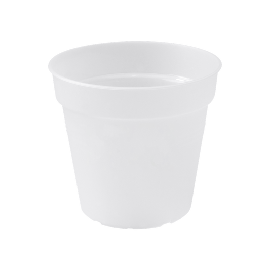 Green Basics Orchidée 13