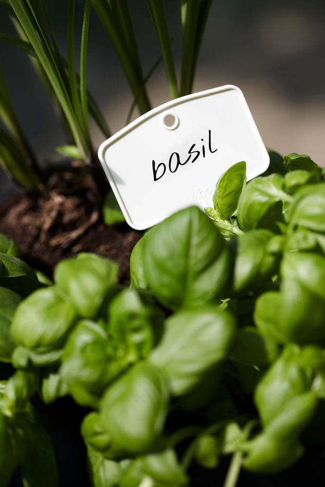 BNDL Gb Gyo Set S + Etiquette À Planter