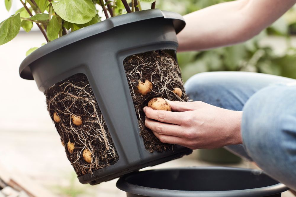 Green Basics Pot De Pommes De Terre 33