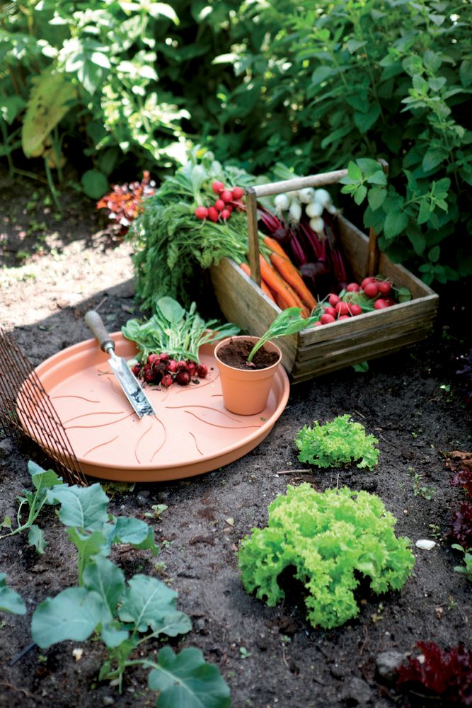 Green Basics Soucoupe 34